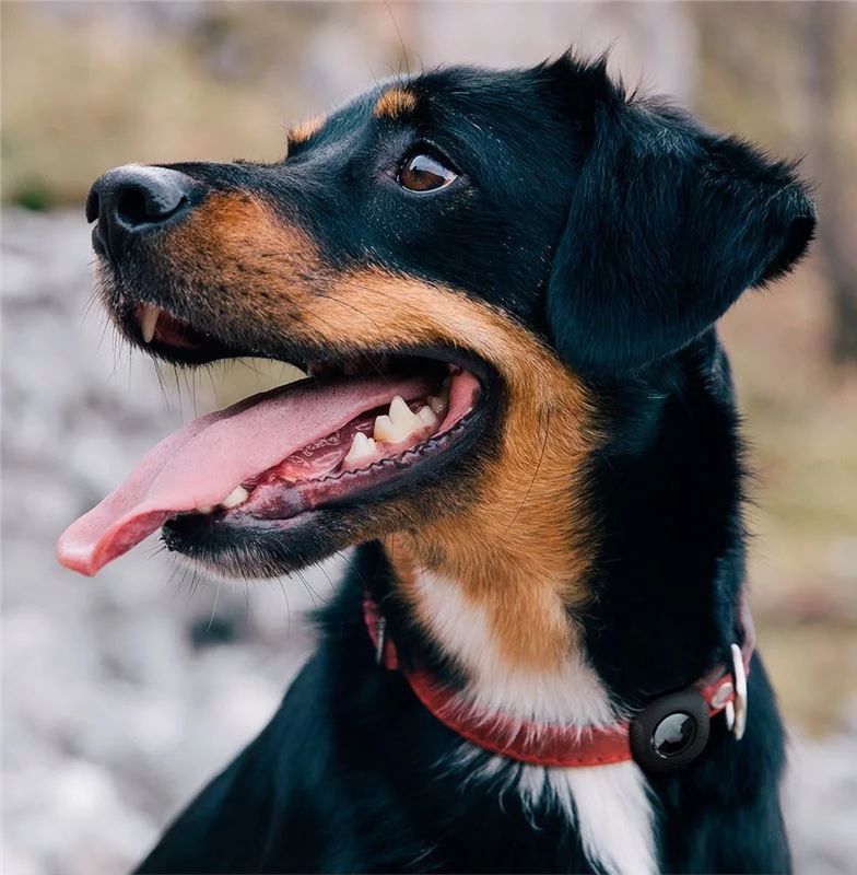 Spigen Pet Collar AirTag Black Spigen Pet Collar AirTag Black